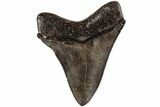Serrated, Fossil Megalodon Tooth - Glossy Brown Enamel #204623-1